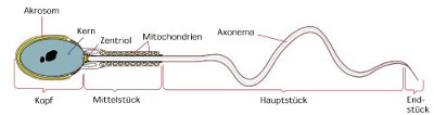 Abbildung: Spermiogramm schematische Darstellung einer Samenzelle